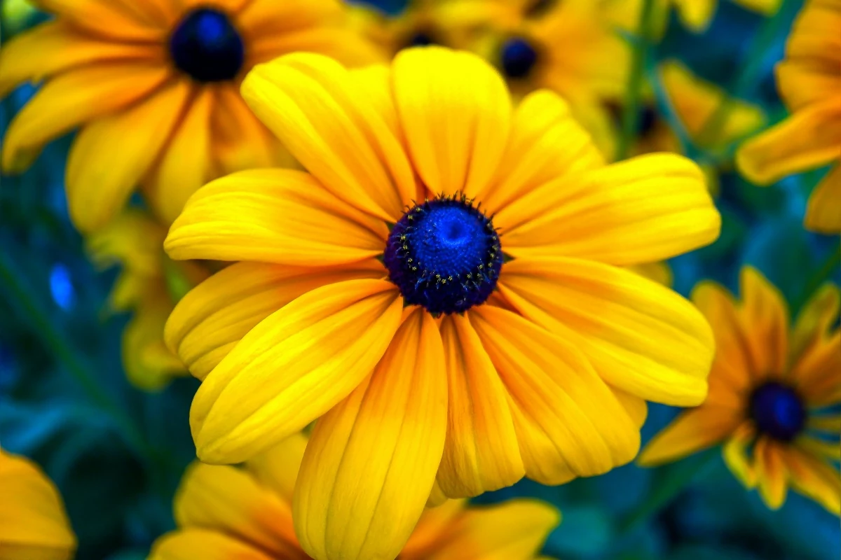 sun loving plants black eyed susan flower