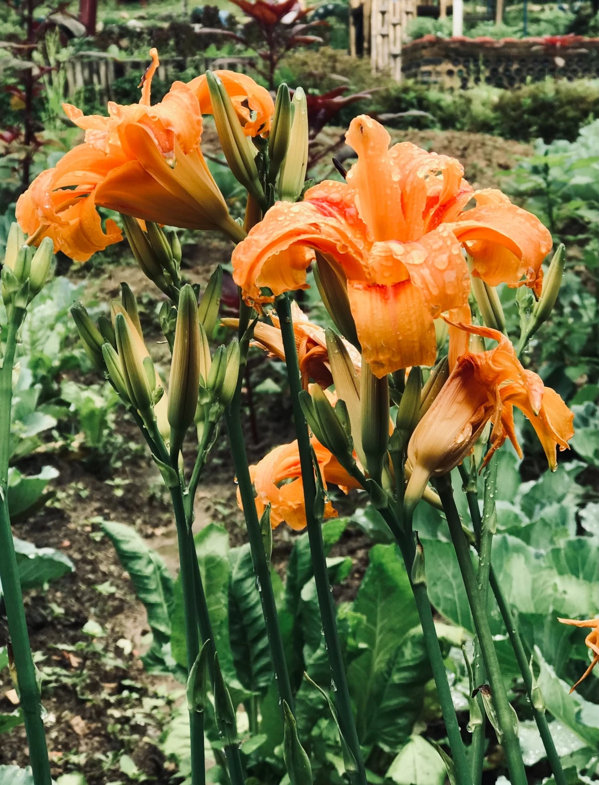 sun loving plants orange daylilies