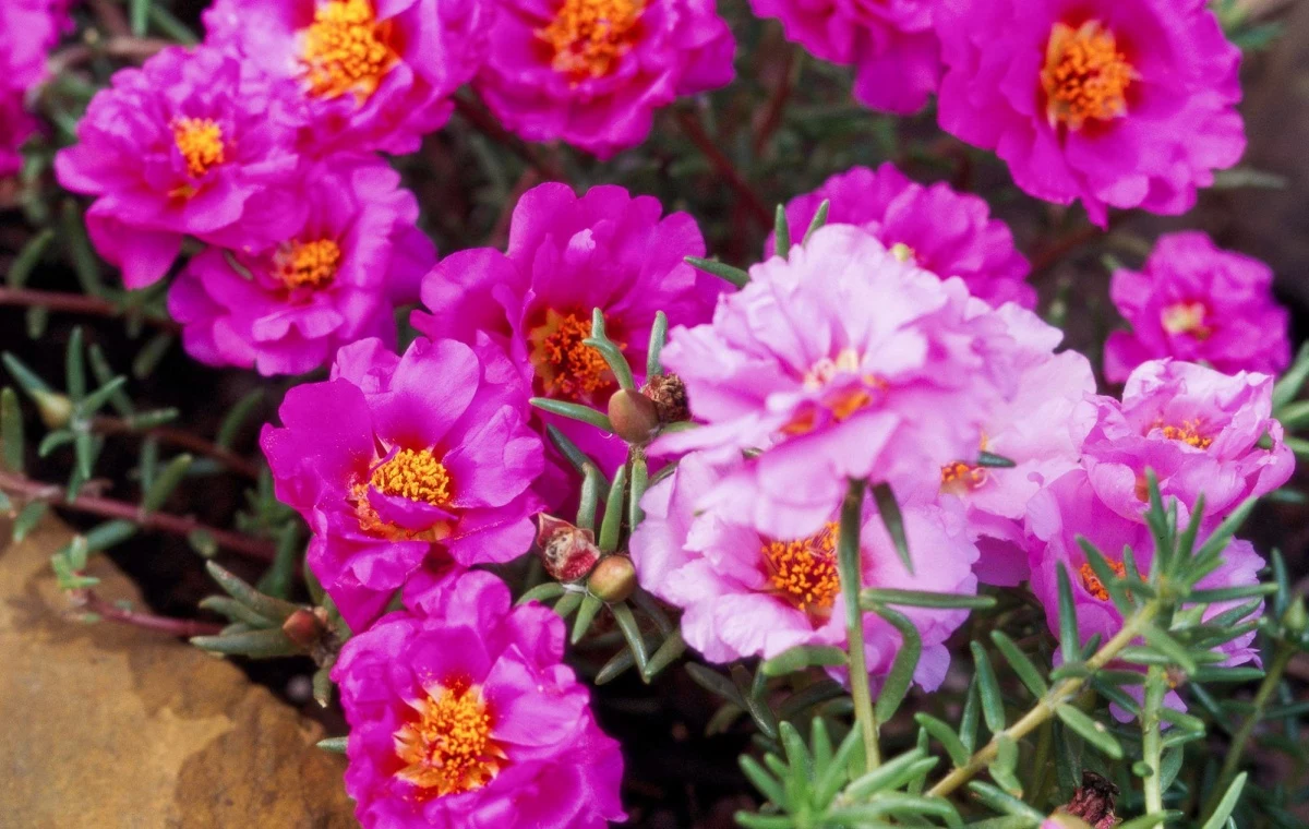 sun loving plants pink moss rose