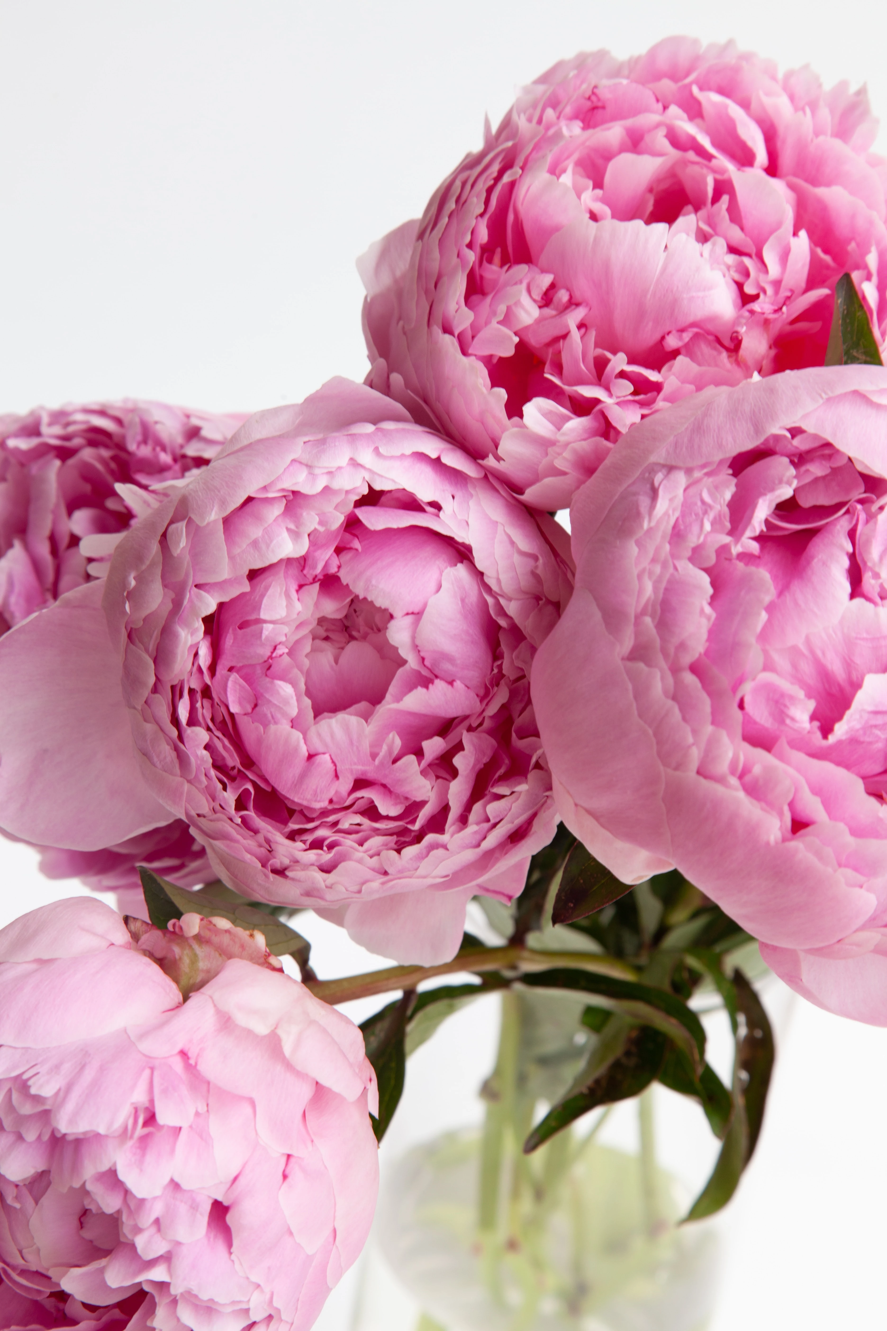 sun loving plants pink peonies in vase