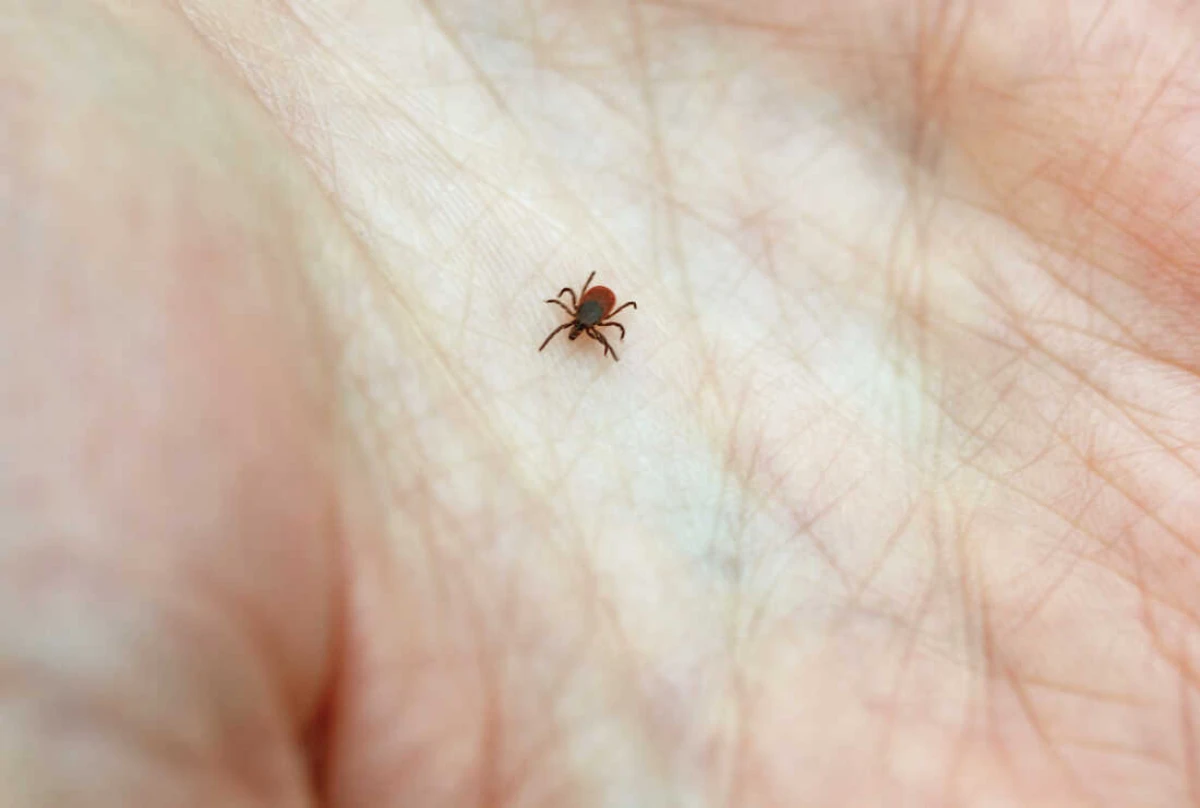 tiny tick on human palm