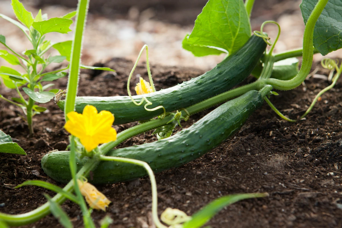 two cucumbers on ground