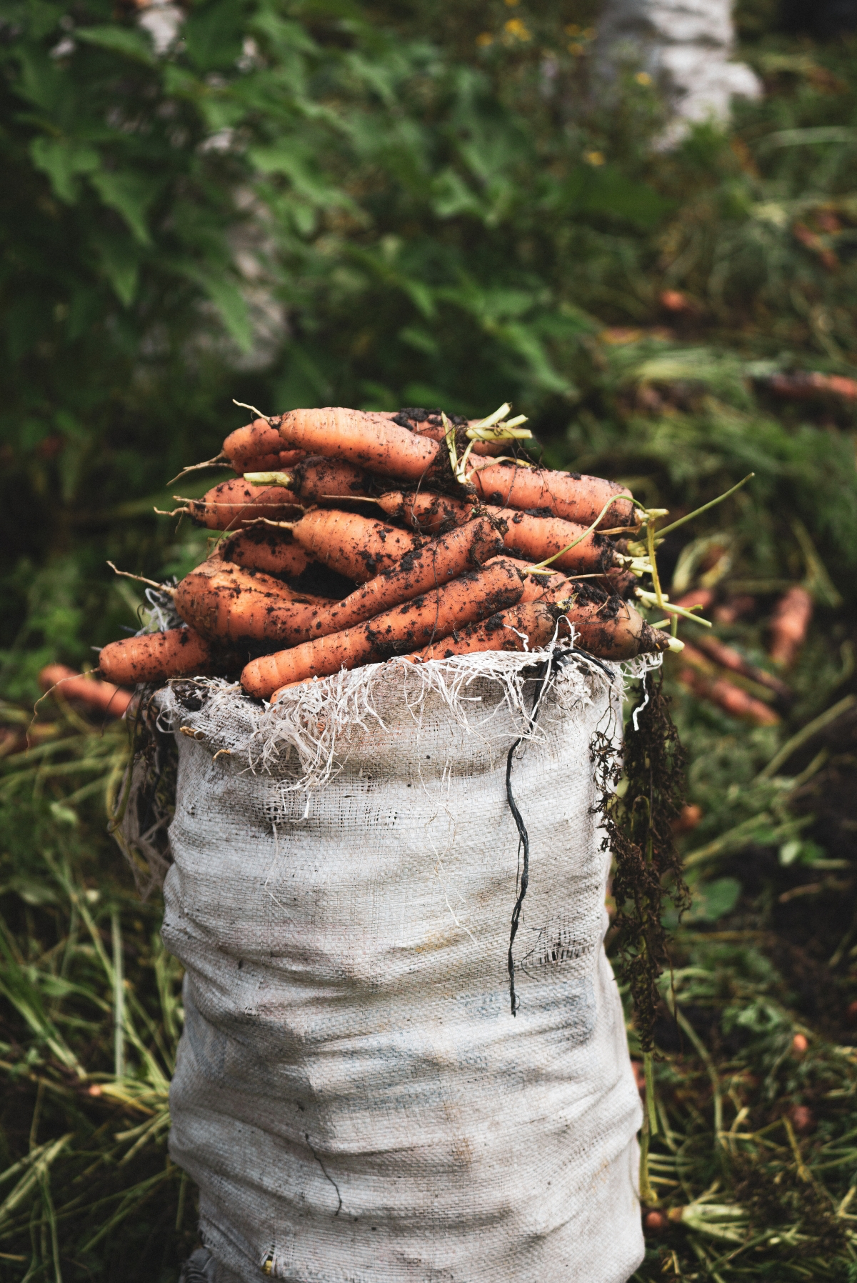 uses of coffee grounds in the garden