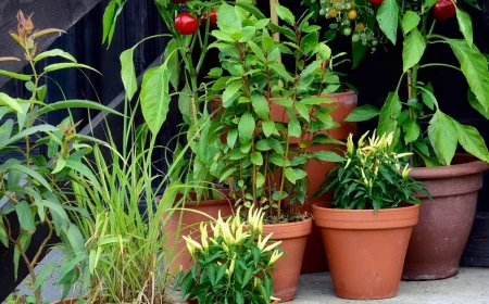 vegetables to grow in pots