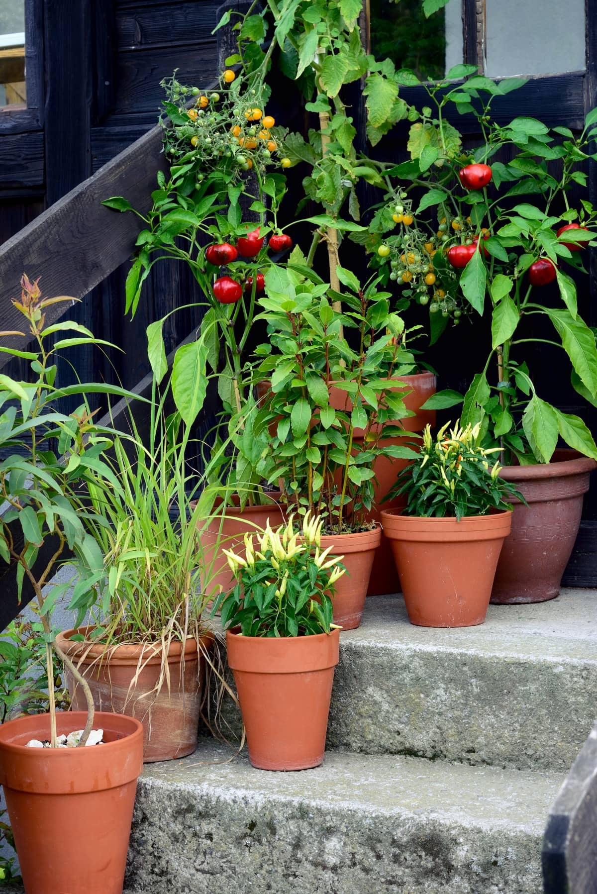 The 7 Best Vegetables For Container Gardening