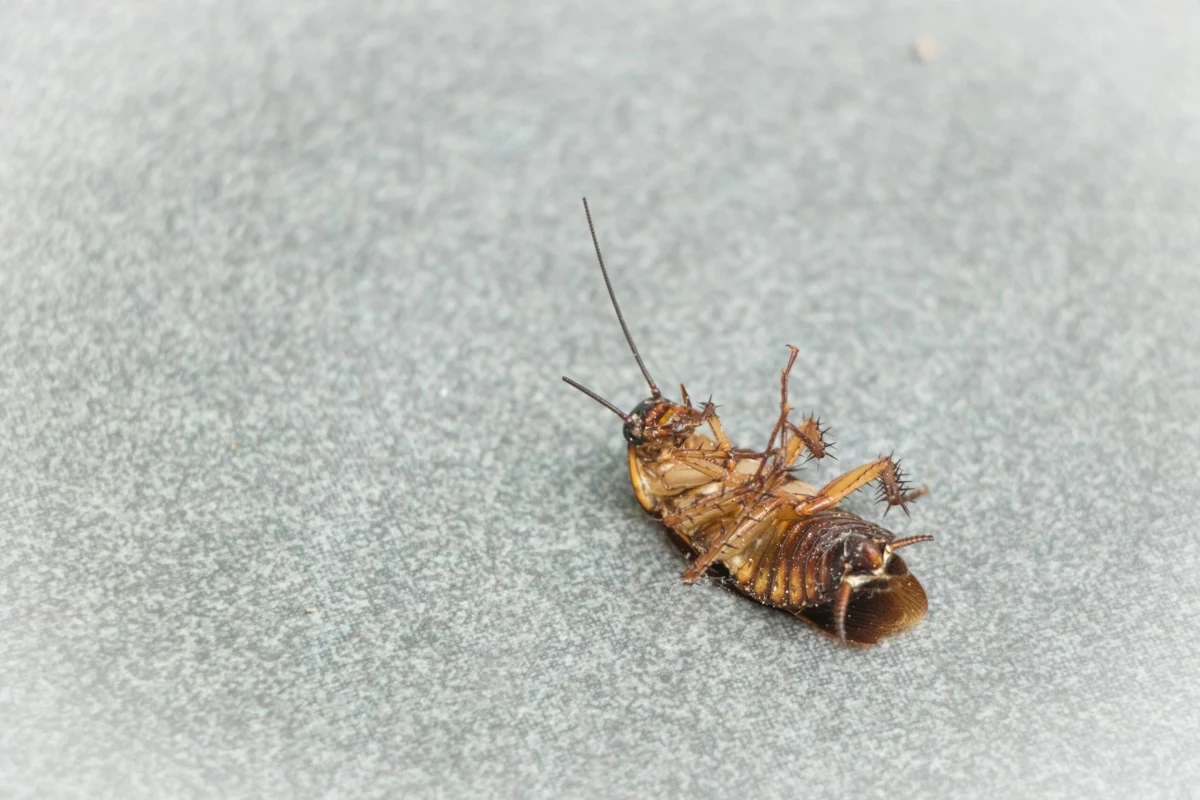 water bugs cockroach on its back