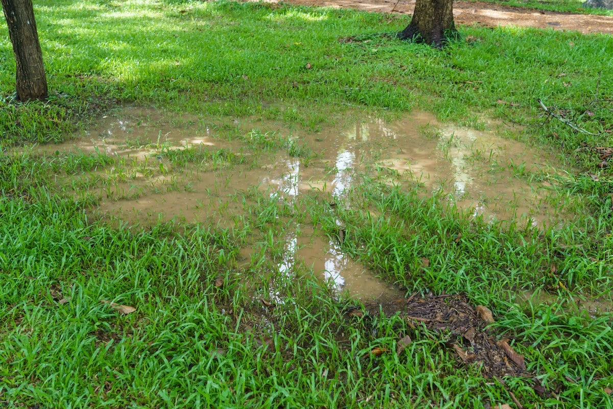 waterlogged lawn patch