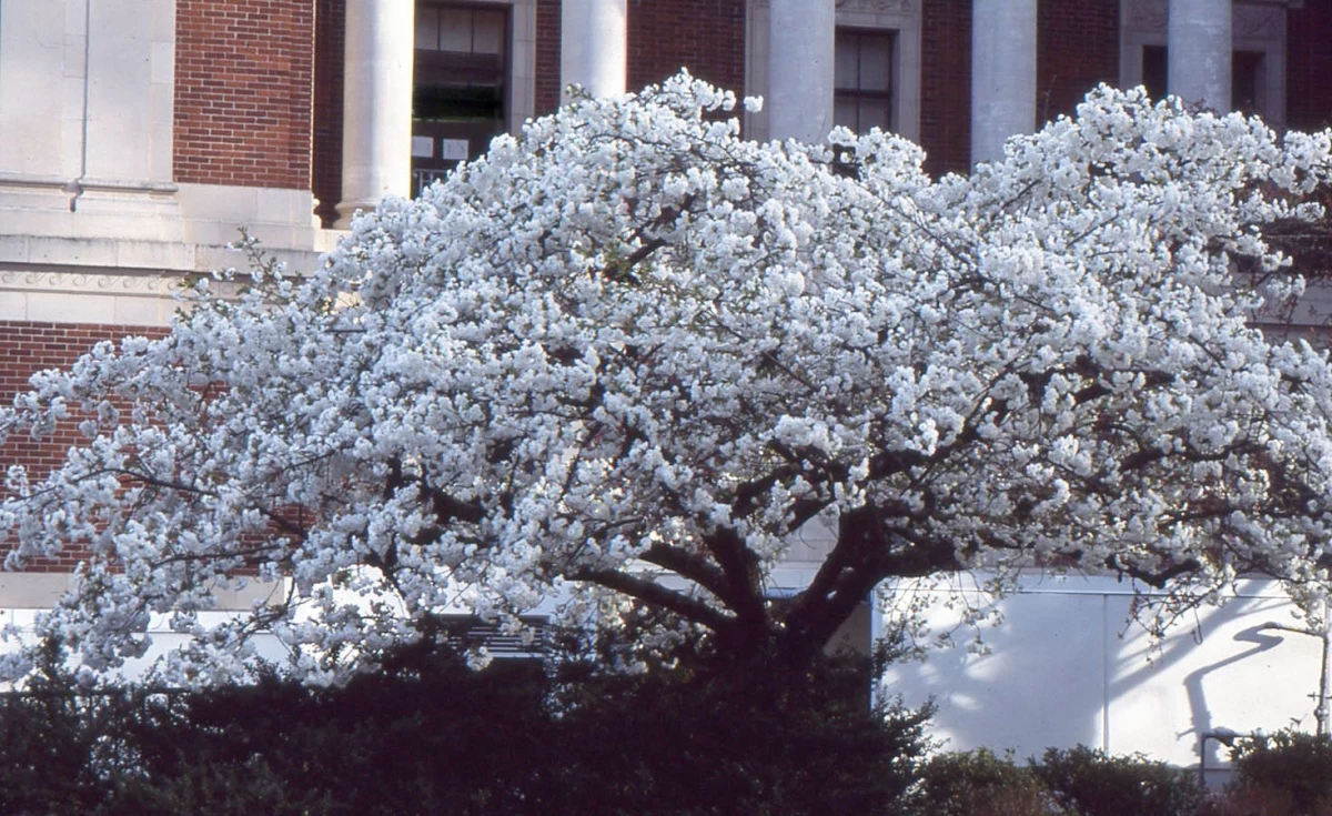 white fuji cherry tree