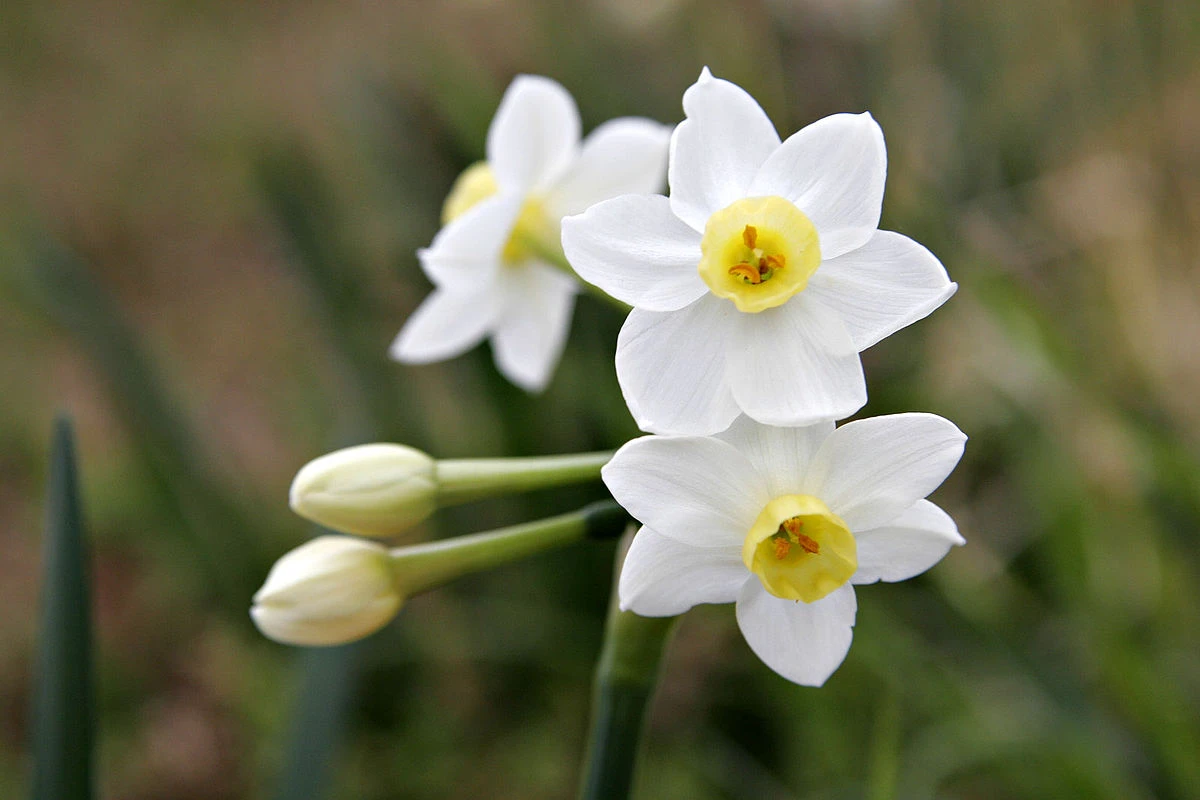 white jonquil flower