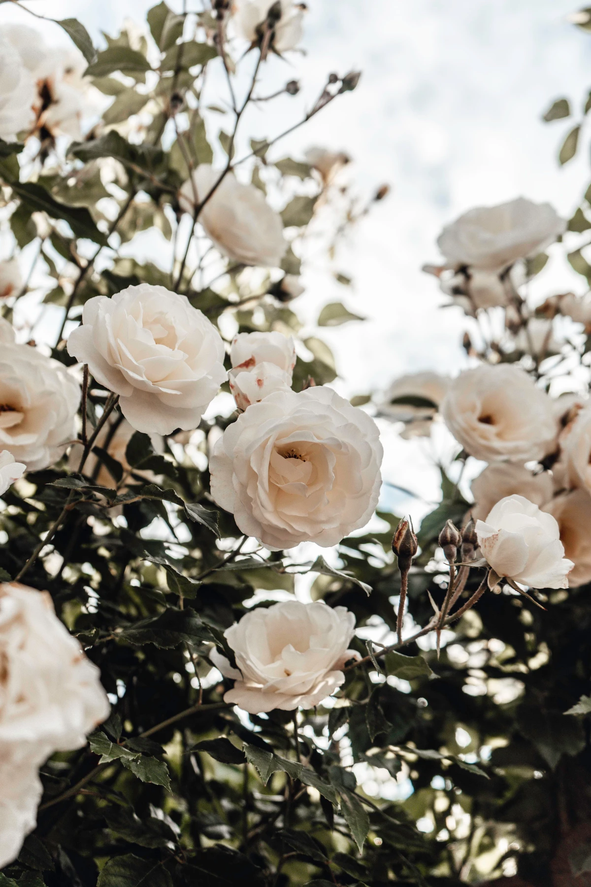white roses in bush