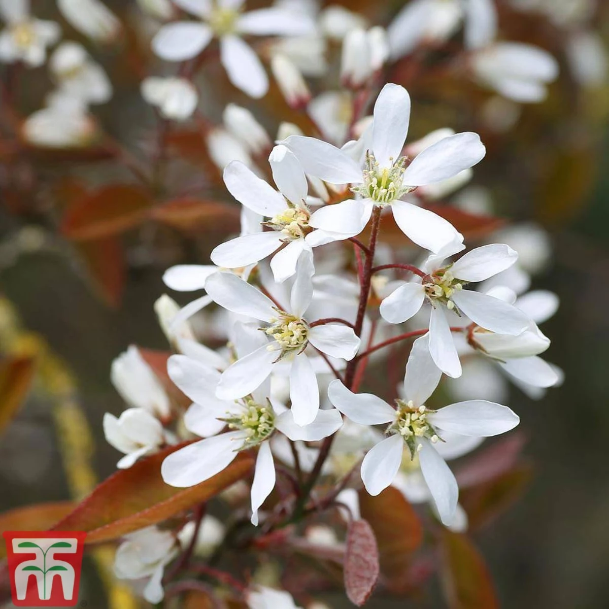 white star flowers of amelanchier