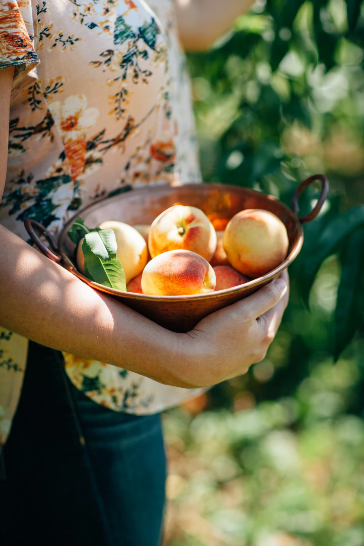 woman collecting peaches in a bowl