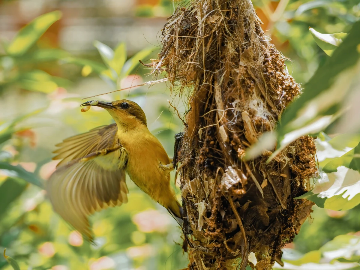 yellow bird in its nest