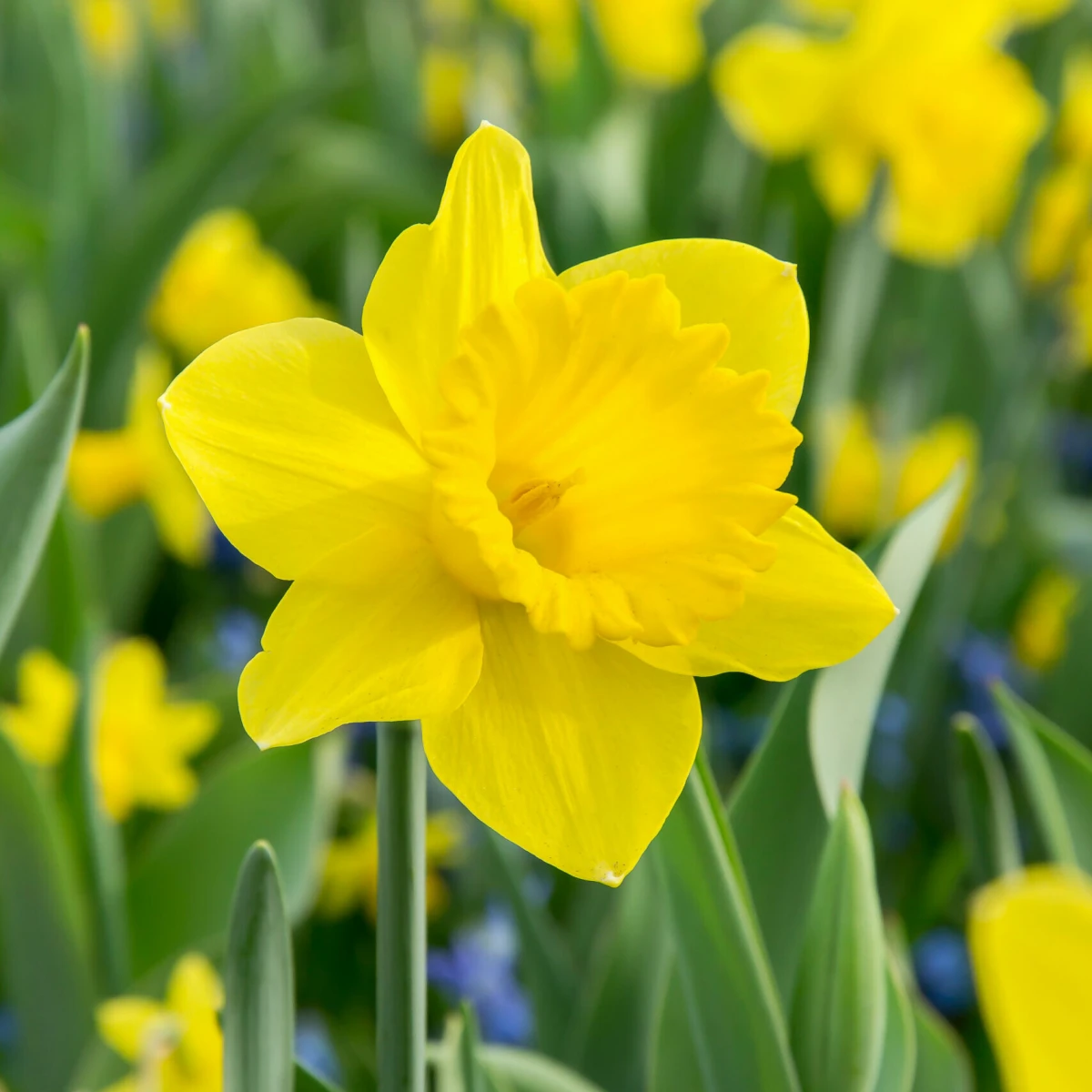 yellow daffodils in fields