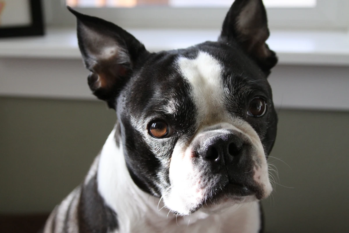 best apartment dogs black and white boston terrier