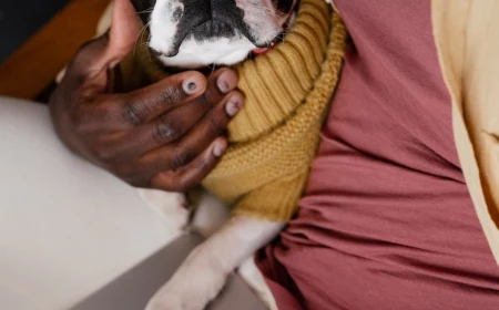 best apartment dogs boston terrier working with owner