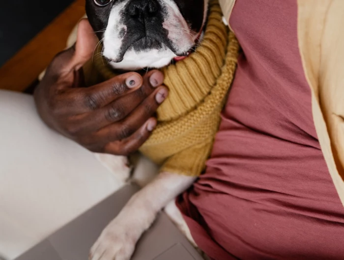 best apartment dogs boston terrier working with owner