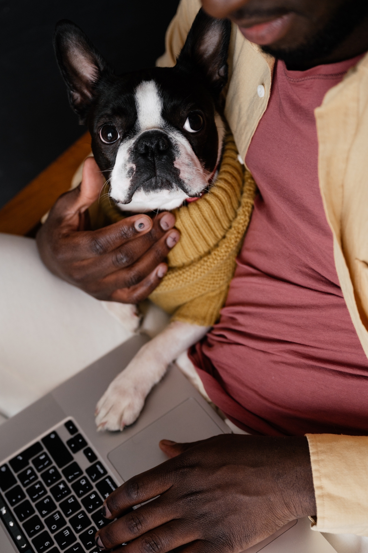 best apartment dogs boston terrier working with owner