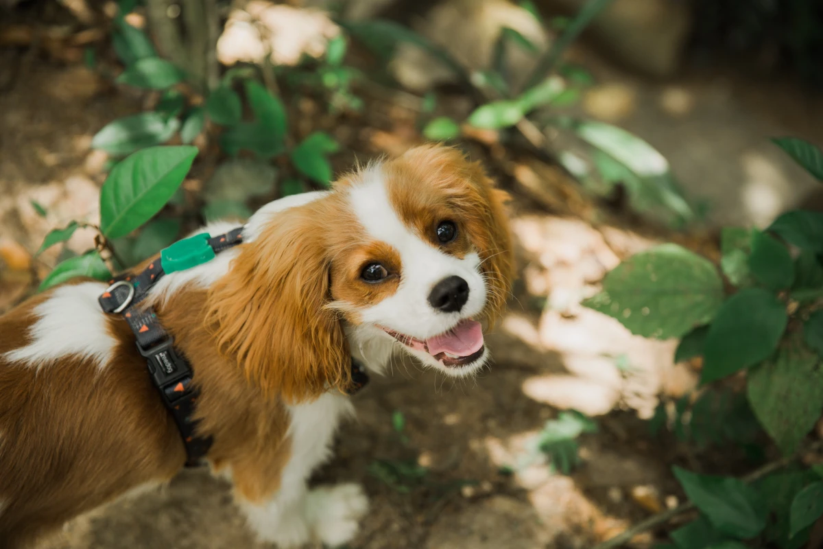 best apartment dogs cavalier king charles spaniel smiling