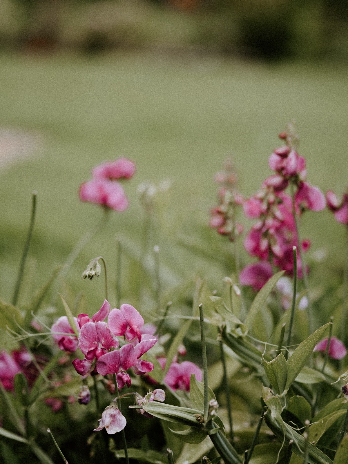 best flowers to plant in july