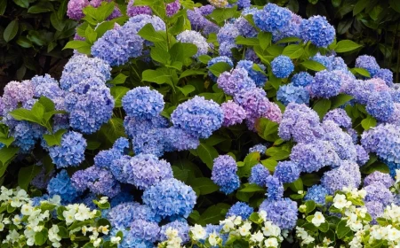 big hydrangea bush