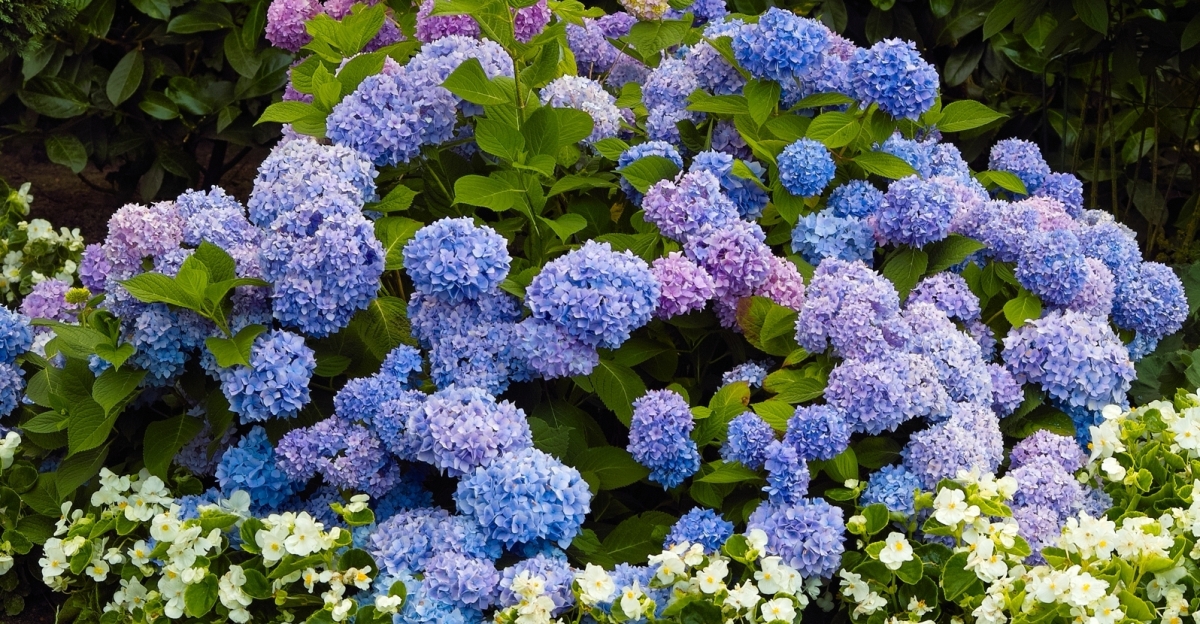 A Match Made In Heaven: 5 Best Hydrangea Companion Plants