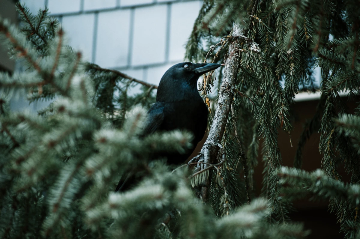 black crow in tree