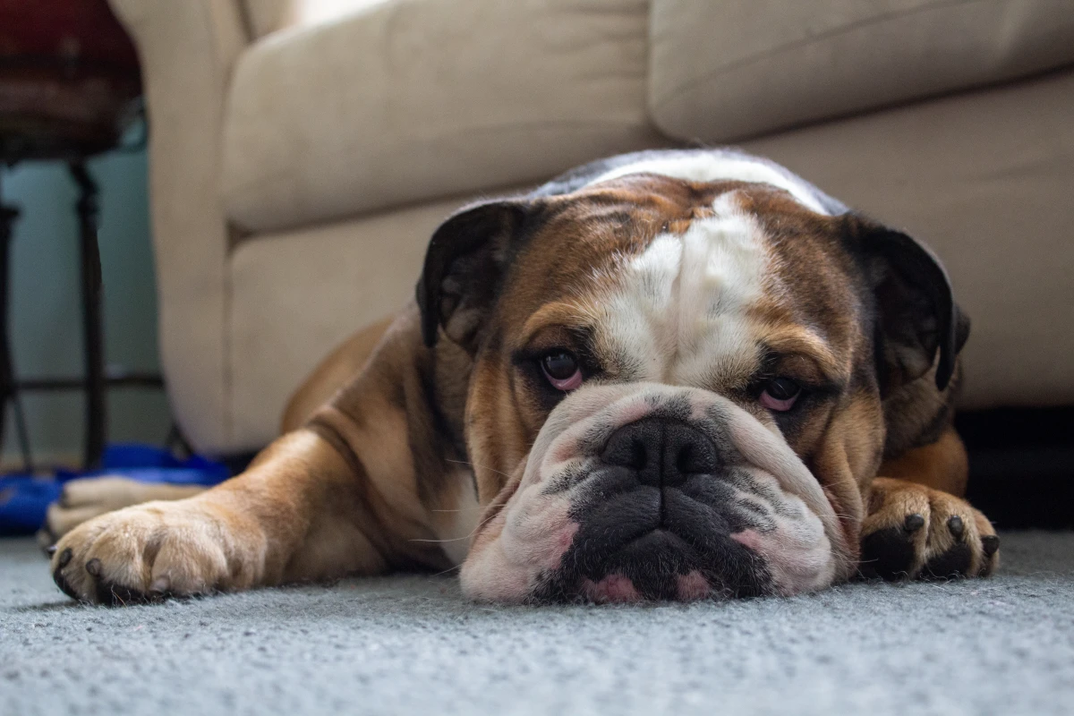 bulldog laying on couch