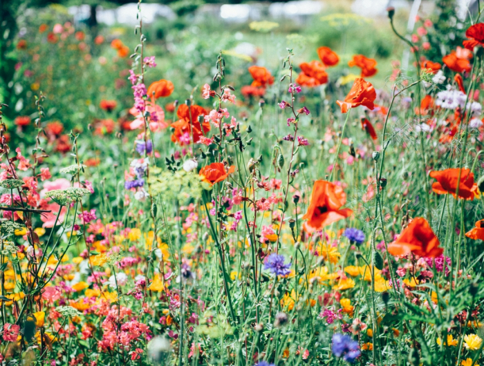 3+ Plants Guaranteed To Repel Ticks From The Garden