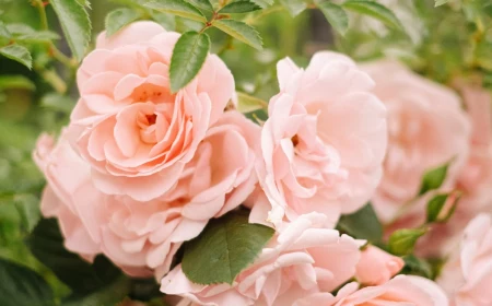 companion plants for roses pink rose bush