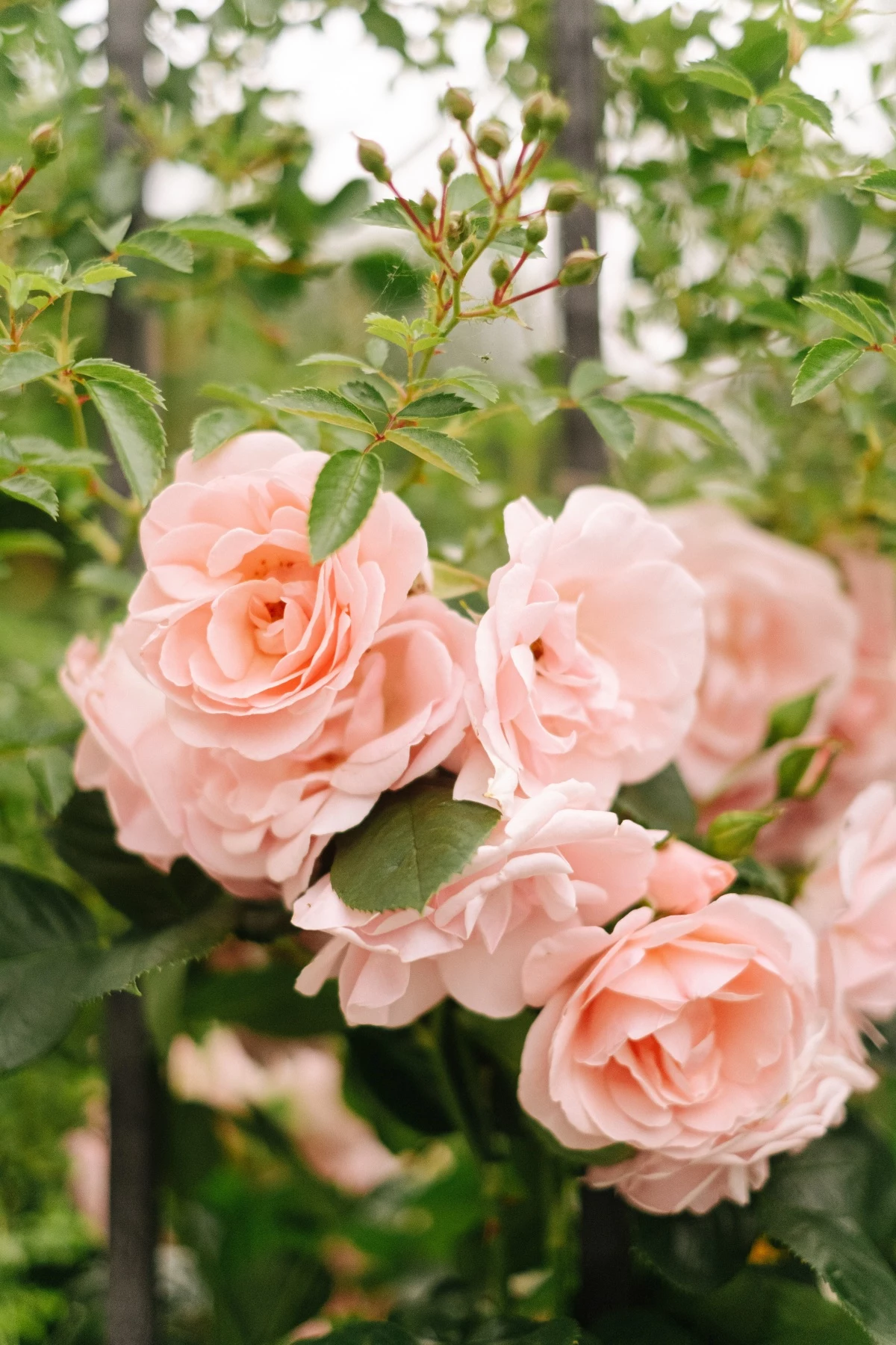 companion plants for roses pink rose bush