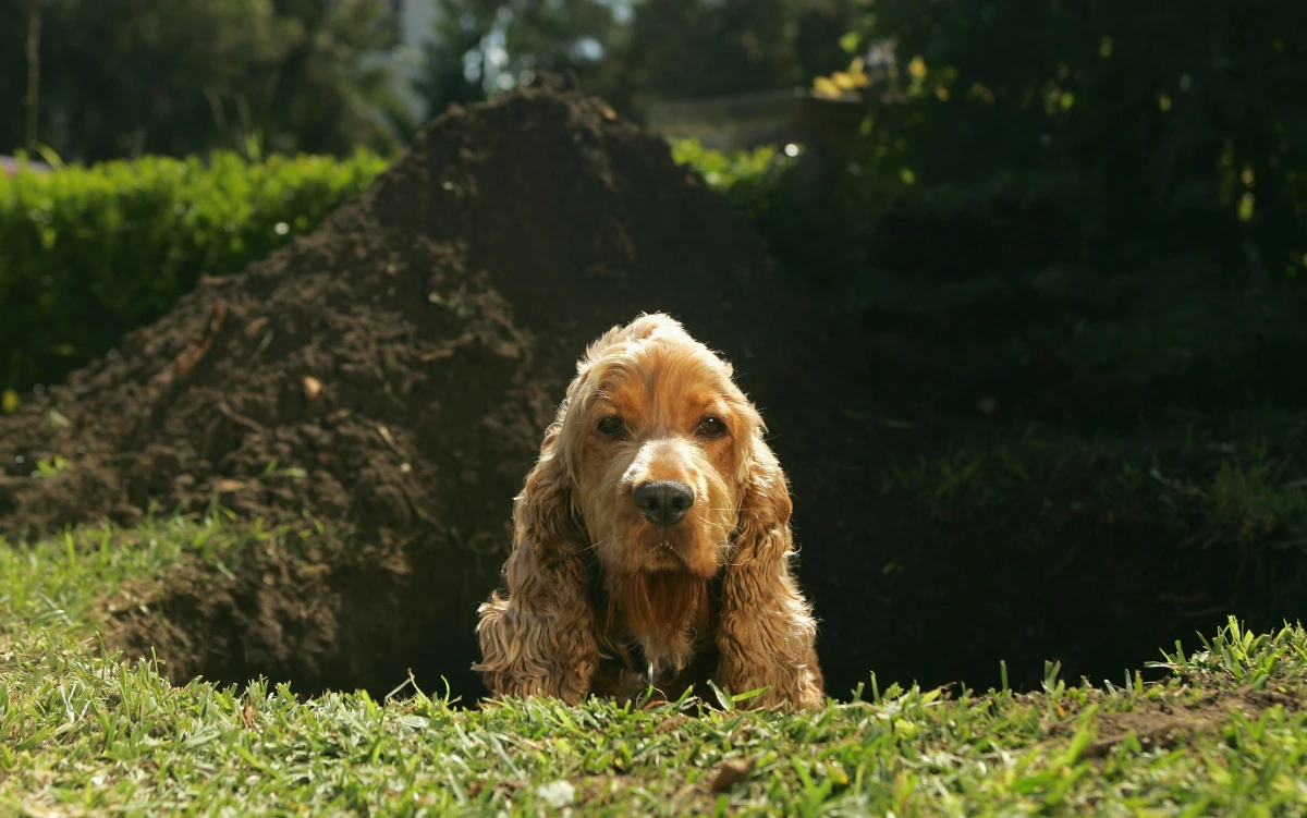 dog in dug up hole