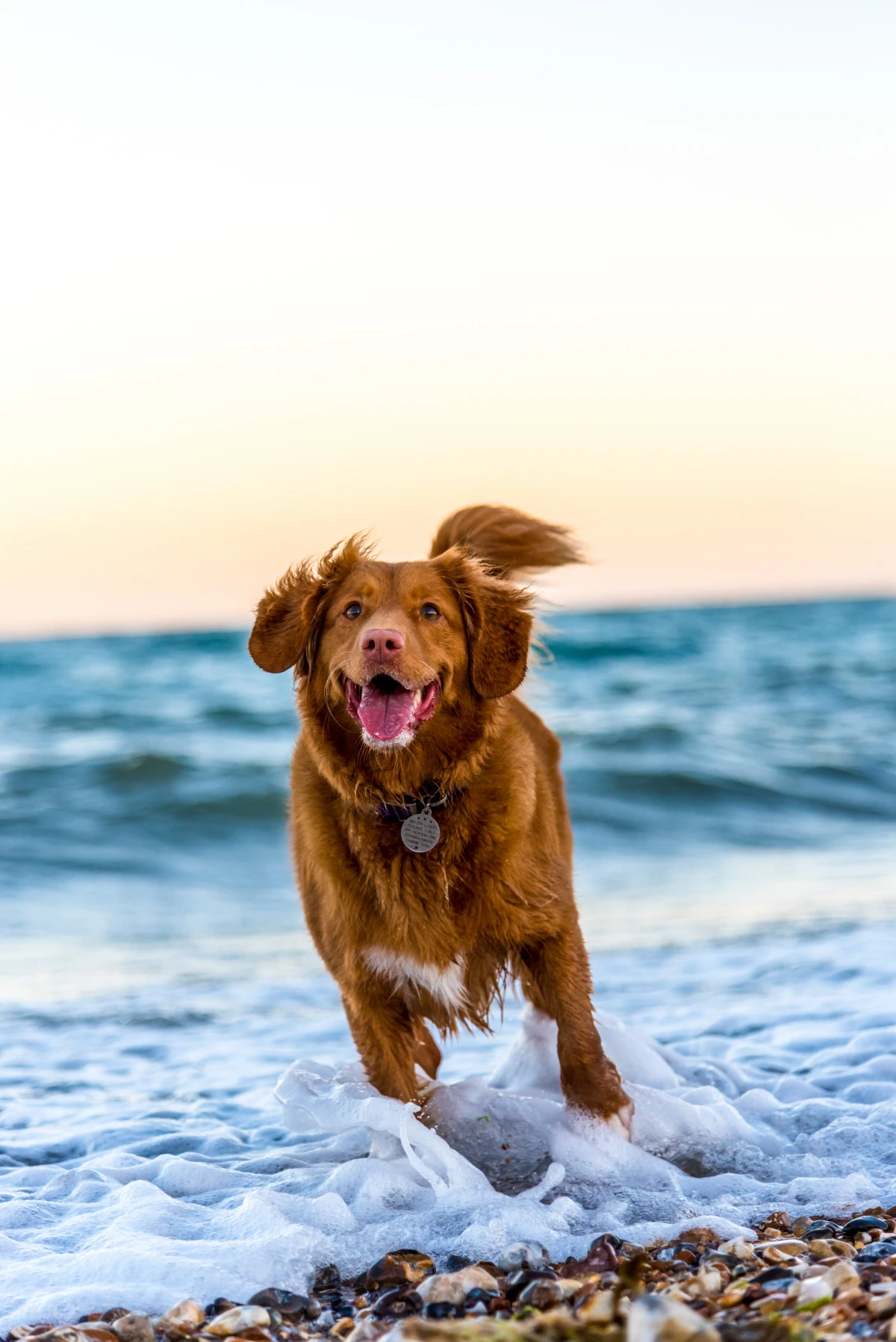 dog running around ocean