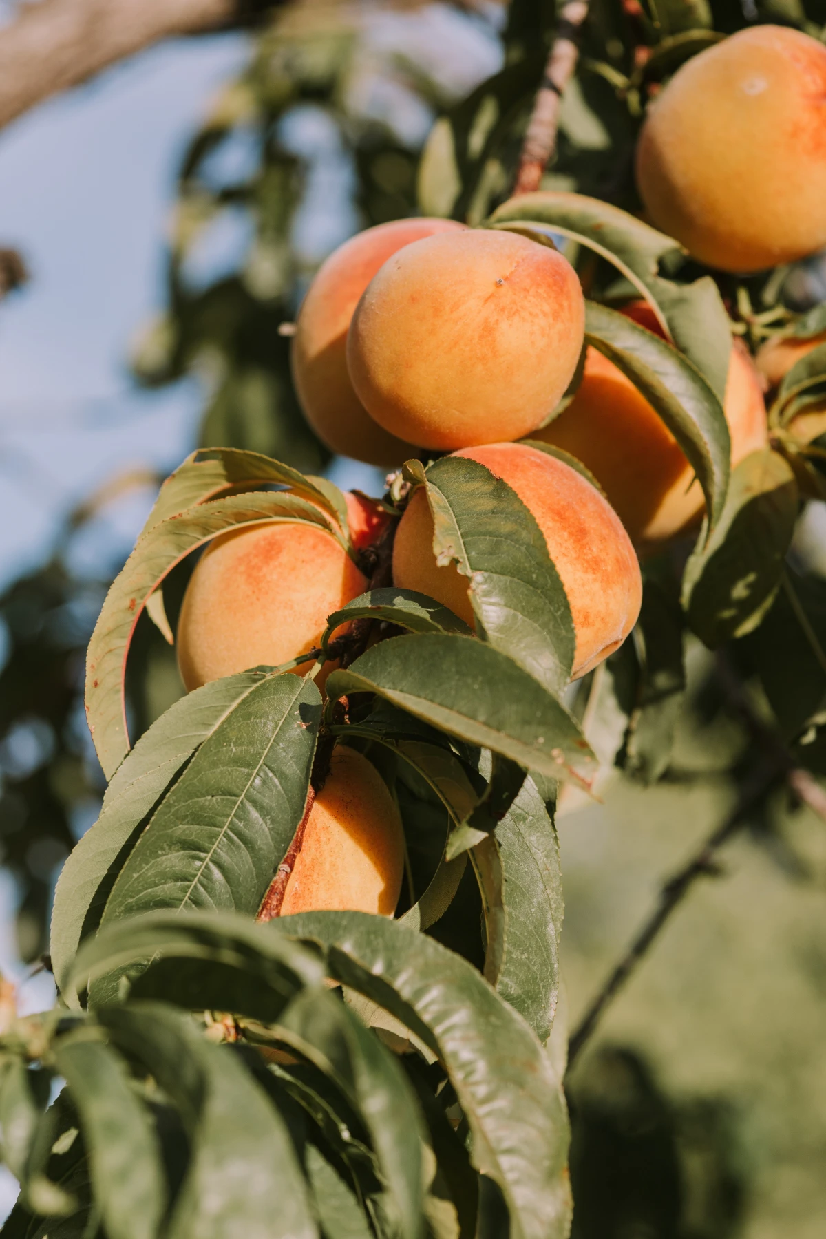 frozen peach shaved ice peaches on a tree