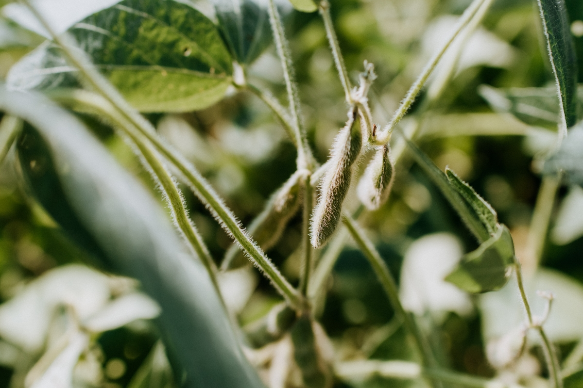 fruits and vegetables in july