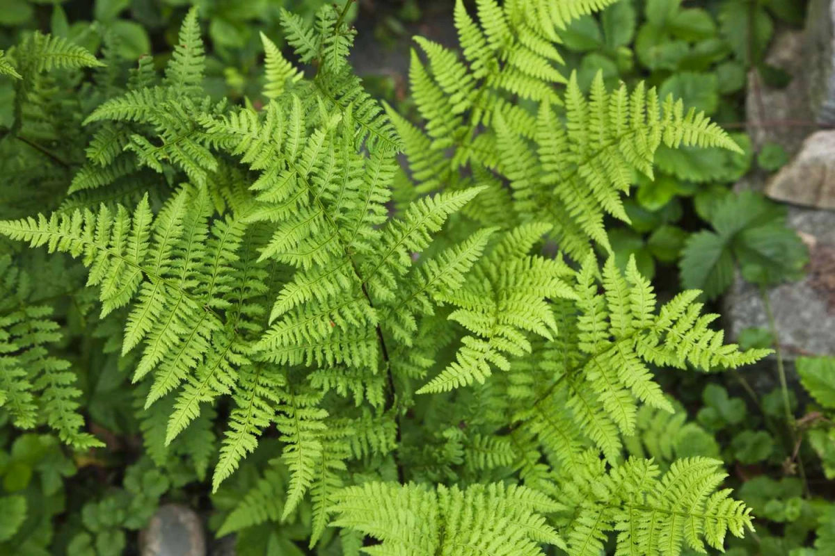 green ferns growing