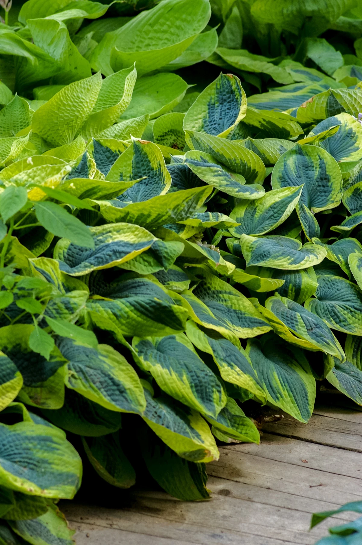 green hostas plant