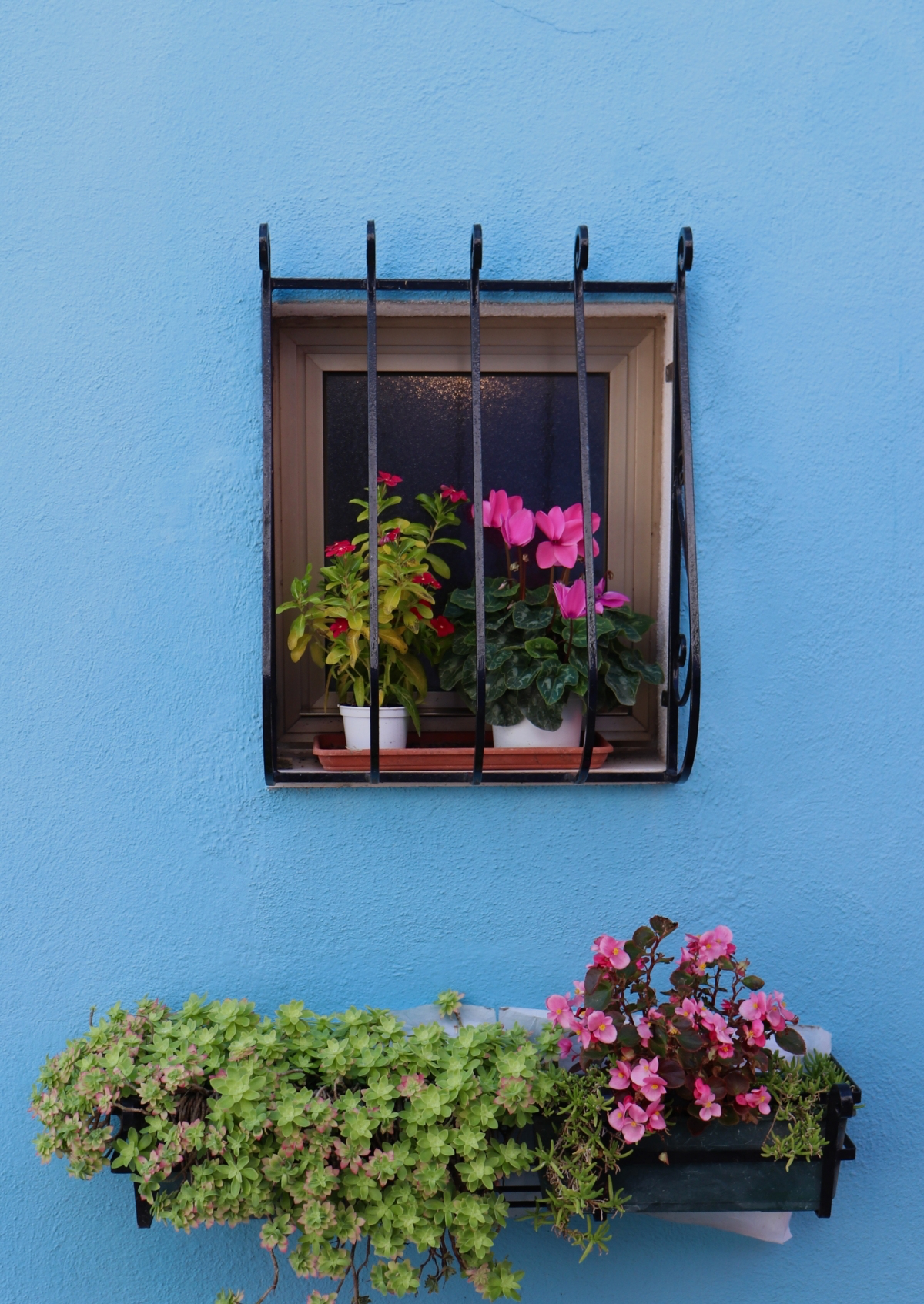 how often do you water geraniums in the summer