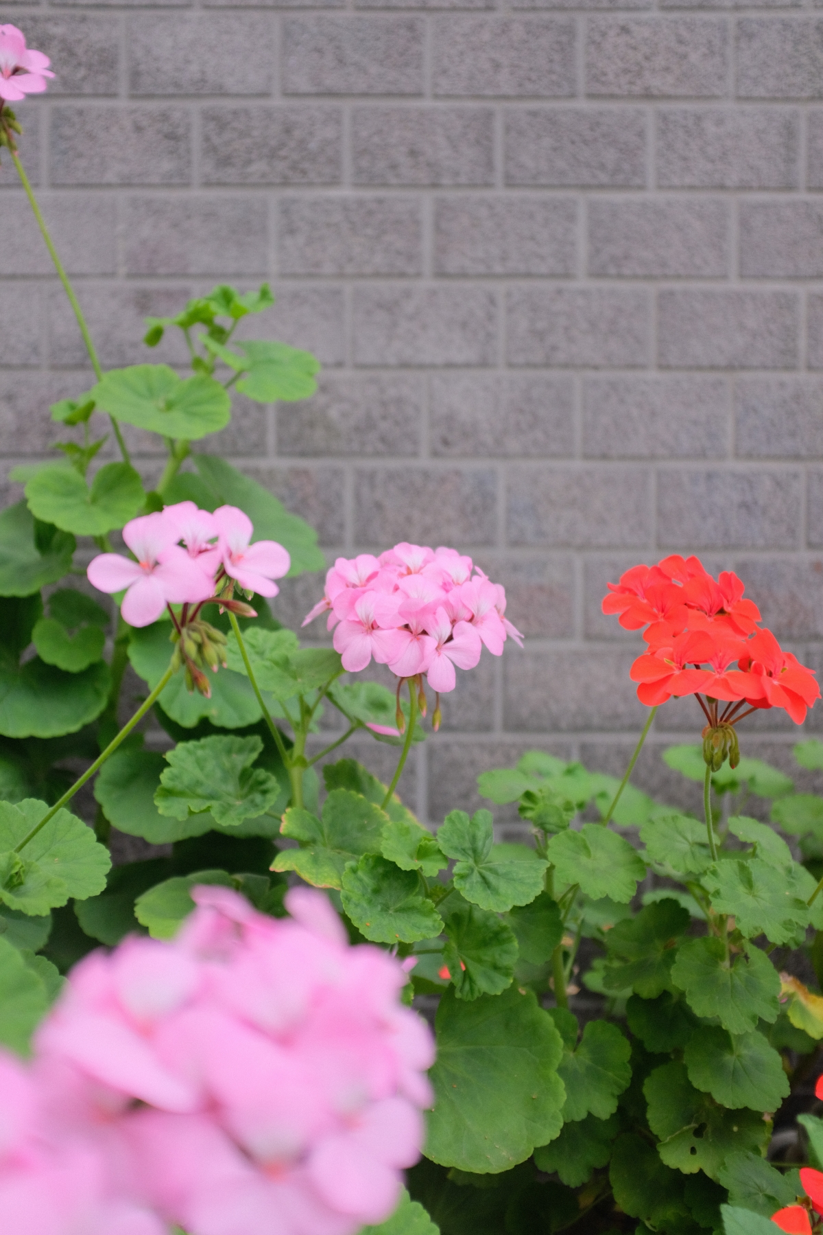 how often should you water geraniums in hot weather