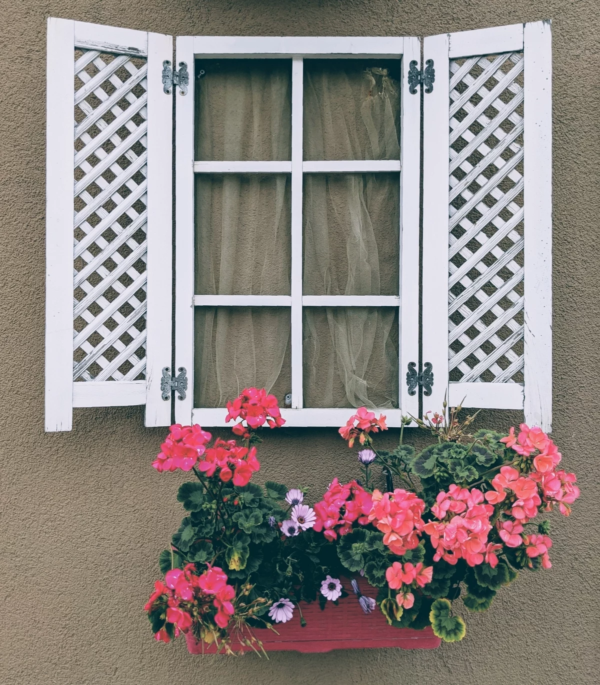 how to care for annual geraniums