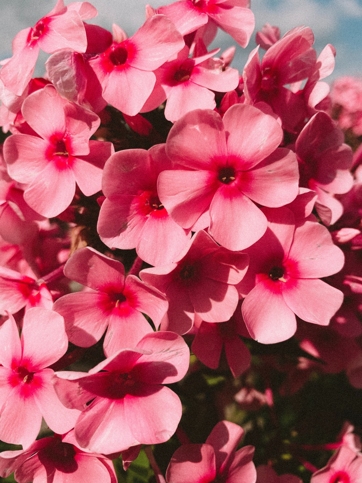 how to care for geraniums in pots outside in summer