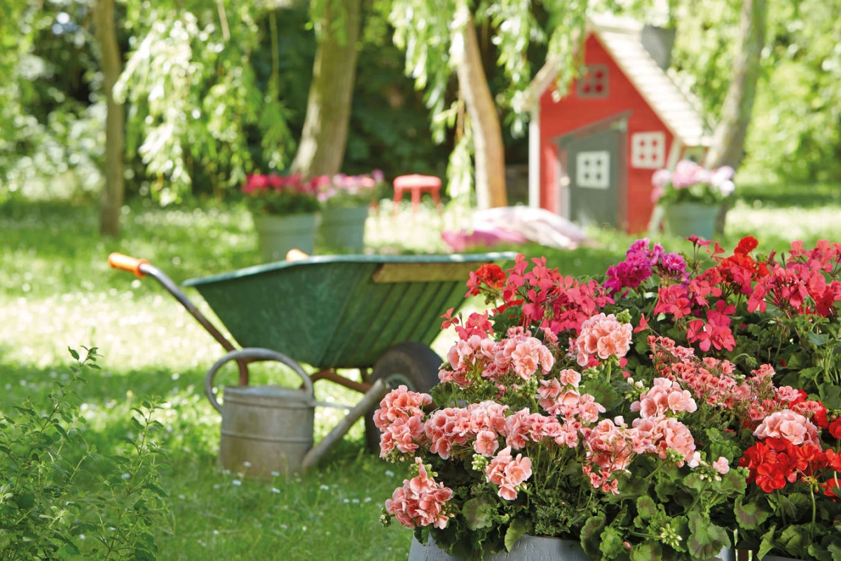 how to care for geraniums in summer