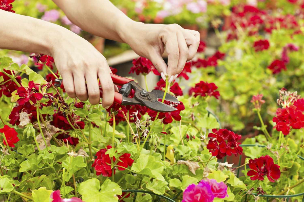 how to care for geraniums in the summer