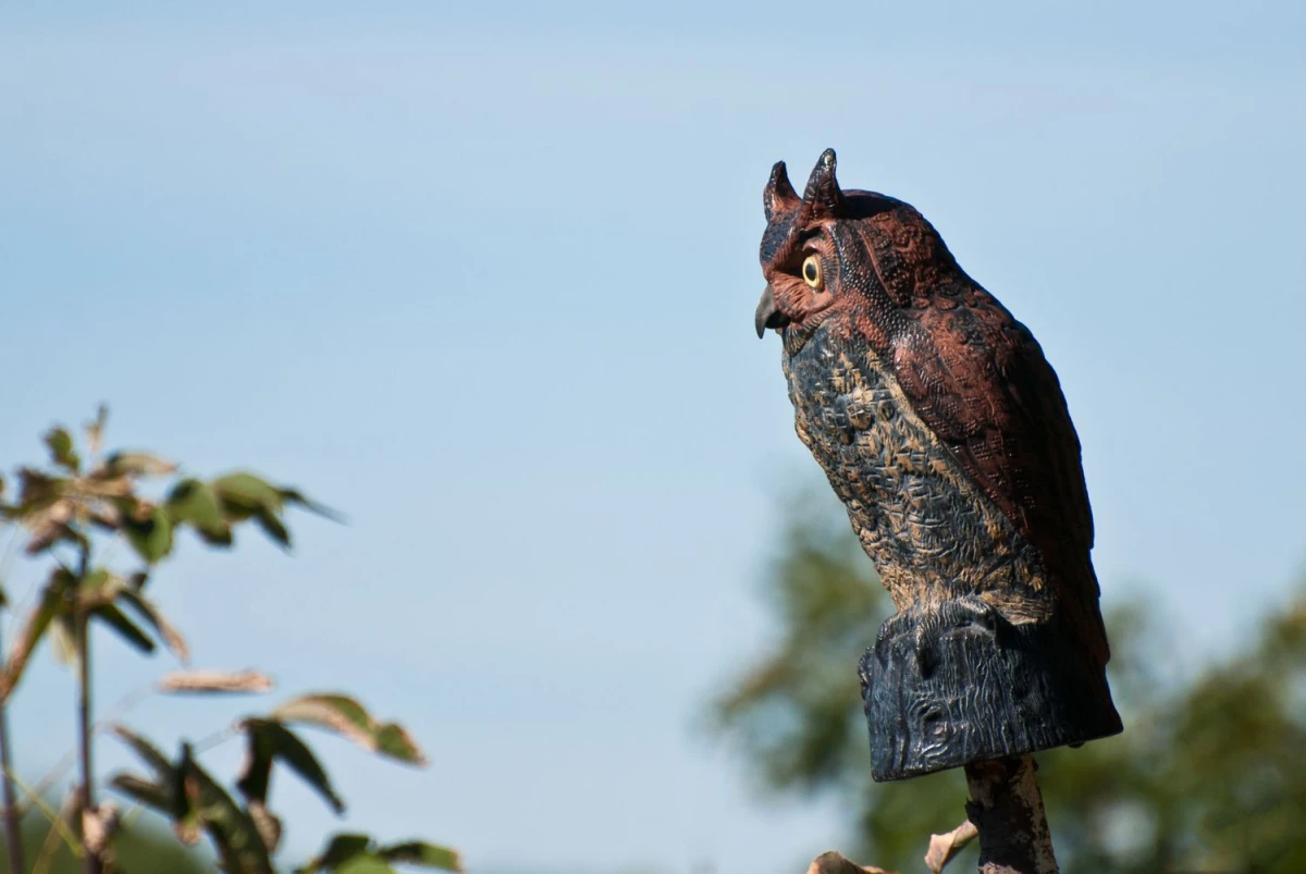how to keep birds away fake owl decoy