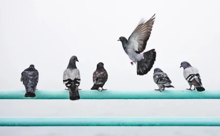 how to keep birds away pigeons on a bar