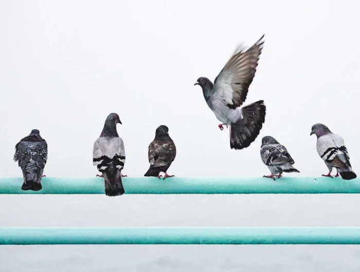 how to keep birds away pigeons on a bar