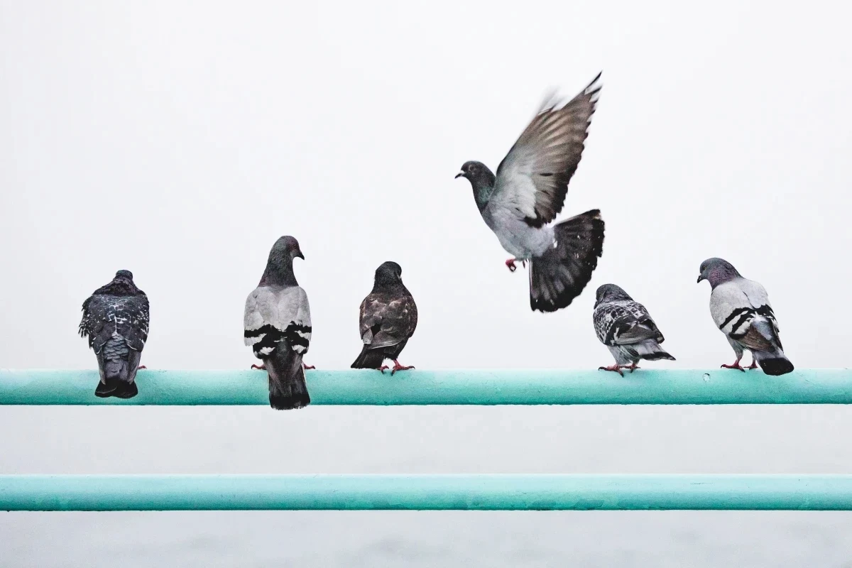 how to keep birds away pigeons on a bar