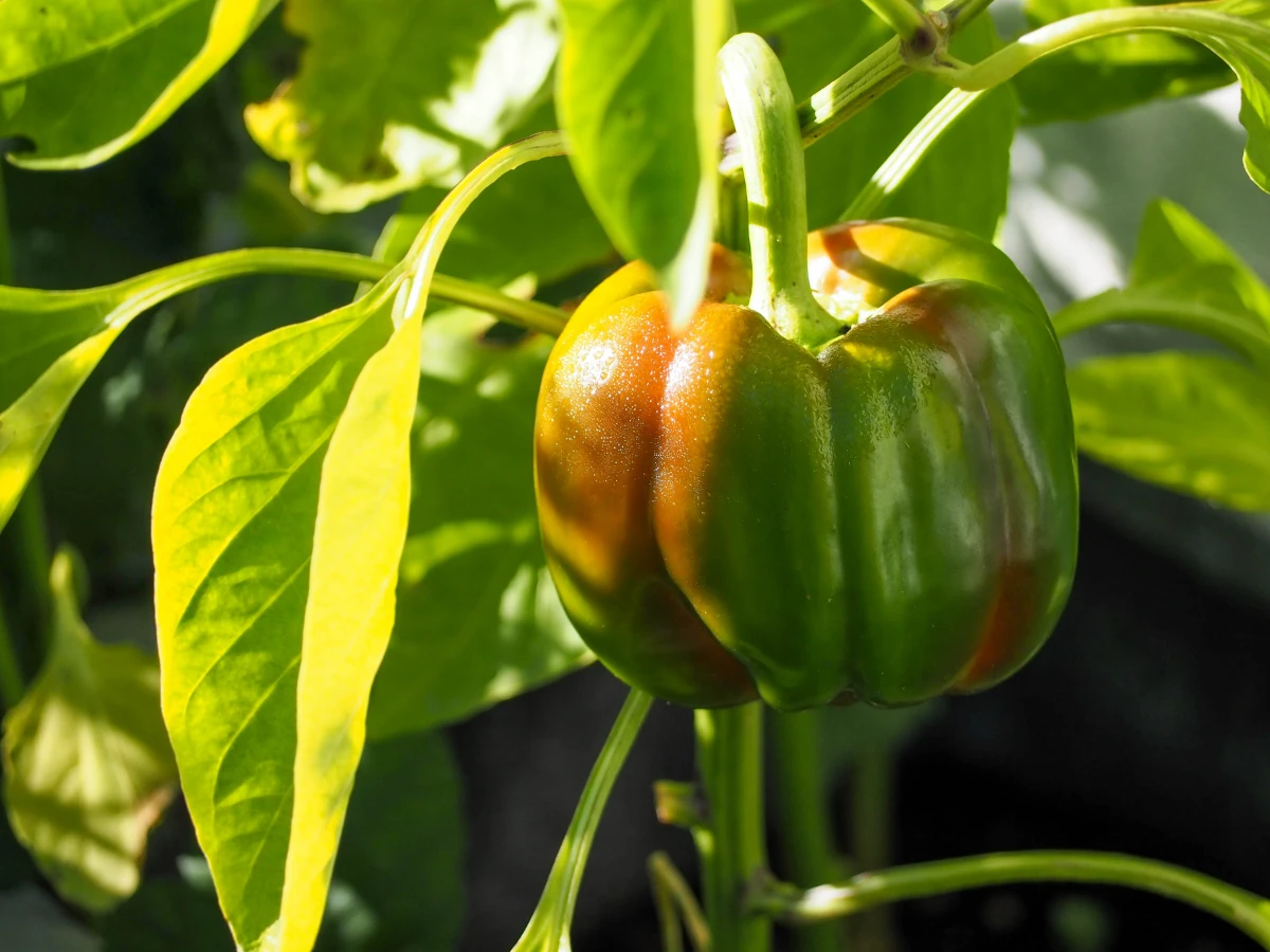 how to prune pepper plants green pepper on plant
