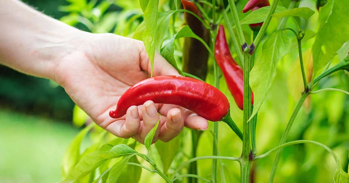 how to prune pepper plants person holding red pepper