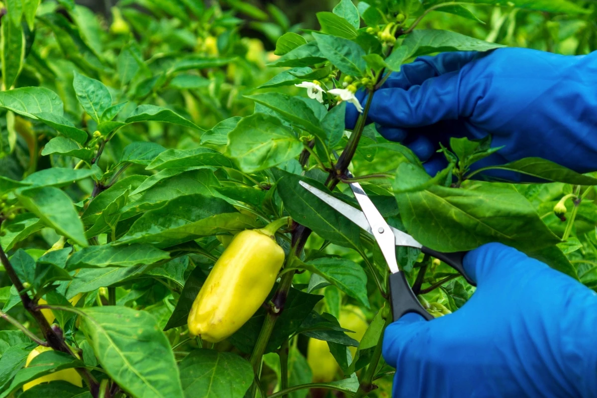 how to prune pepper plants pruning a green pepper plant